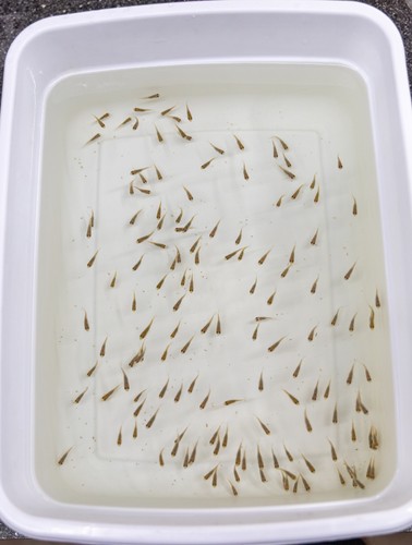 150 lakeway tilapia aquaponics - tilapia,